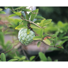 Organic Soursop leaves powder for anti-cancer